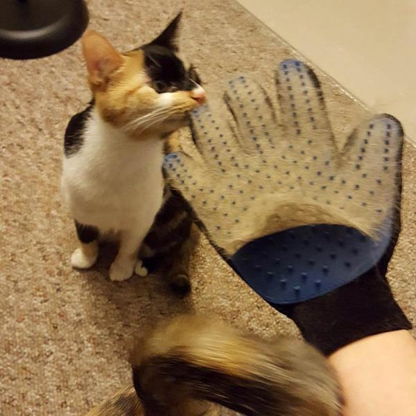 Fur Remover Glove(1 Pcs)